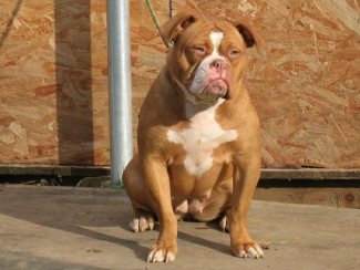 CLICK HERE TO SEE MORE OF COCO!