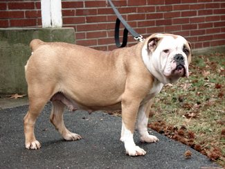 CLICK HERE TO SEE MORE OF LADY!